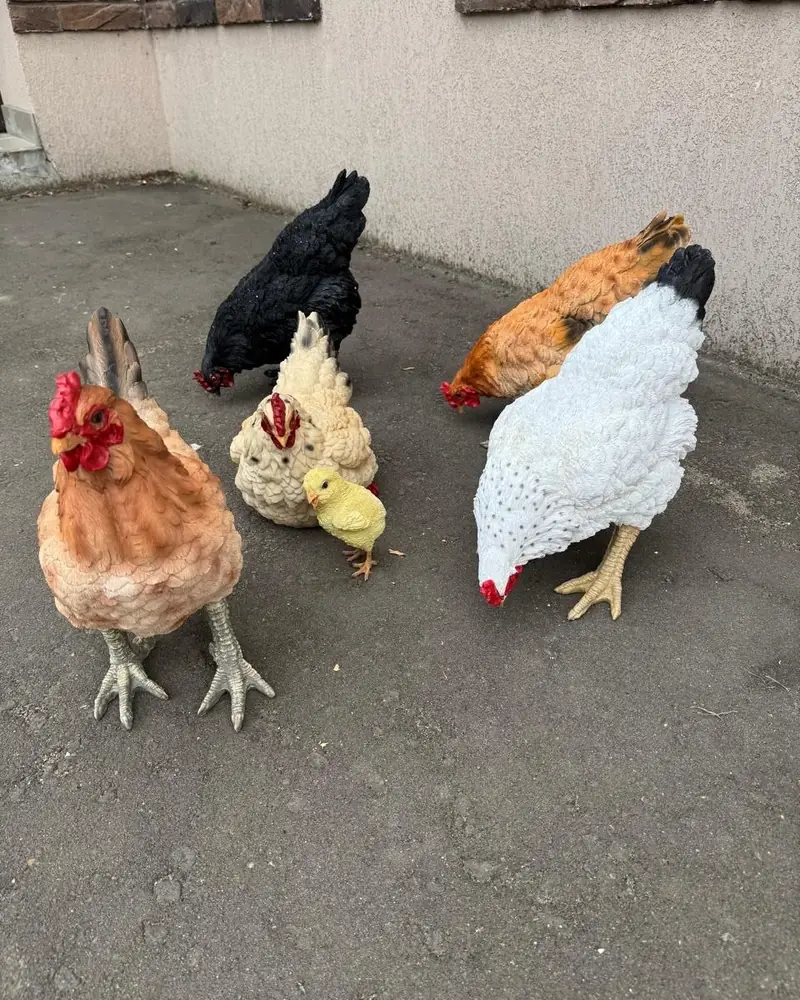 Семейство курочек!!!